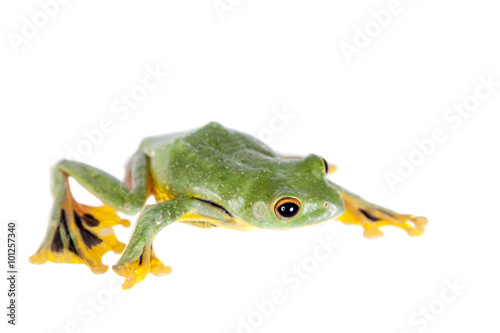 Black-webbed flying tree frog isolated on white