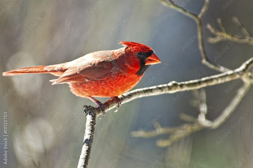 Red Cardinal Bird perches on a limb. Red Cardinal Bird perches on a limb.