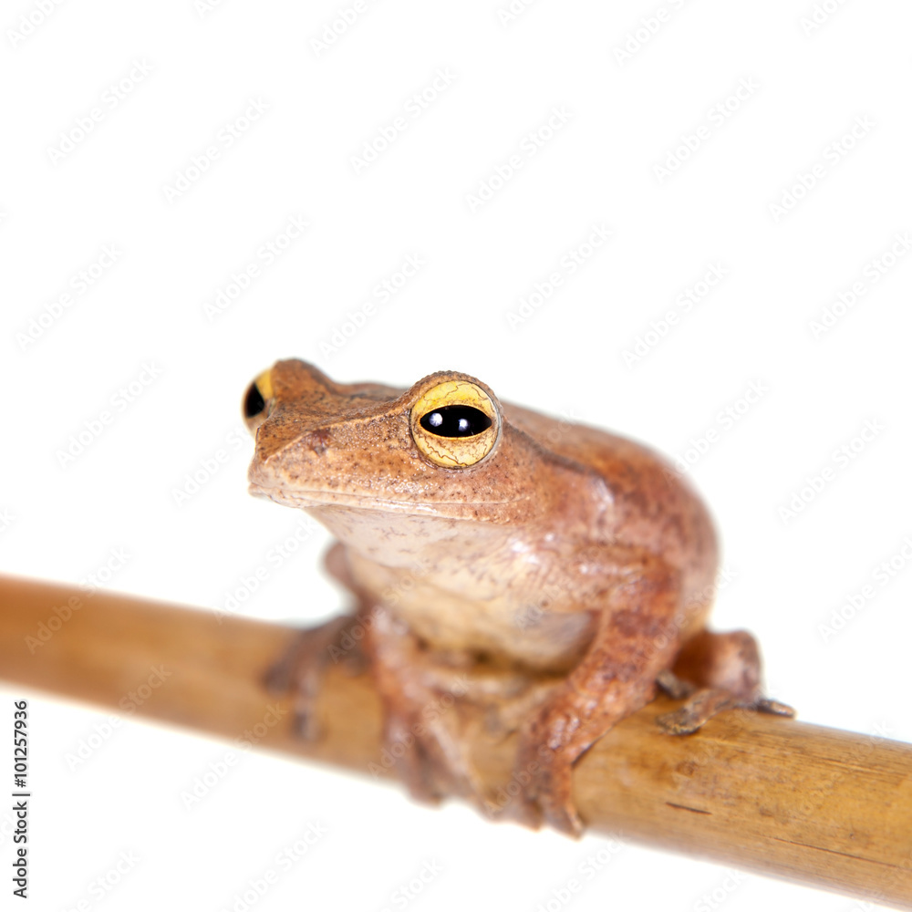 Obraz premium Rhacophorus robertingeri, rare species of flying tree frog on white