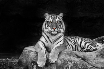 Fotobehang Tijger Witte tijger in rust  © subinpumsom