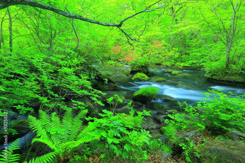 青森県 新緑の奥入瀬渓流 三乱の流れ