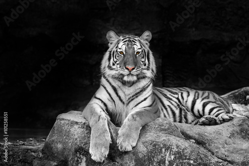 Photo white tiger