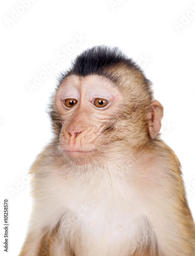 Juvenile Pig-tailed Macaque, Macaca nemestrina, on white