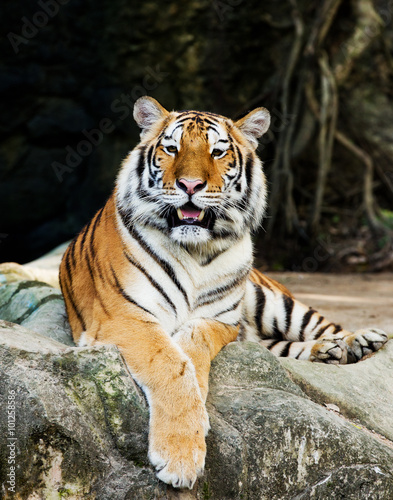 A tiger sitting in a zoo.