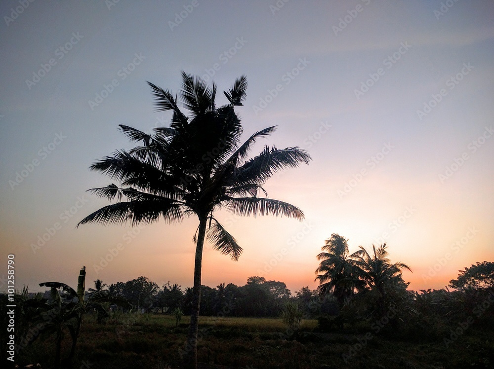 Obraz premium Sunset with coconut tree silhouette