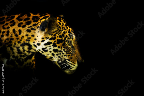 Leopard portrait © subinpumsom