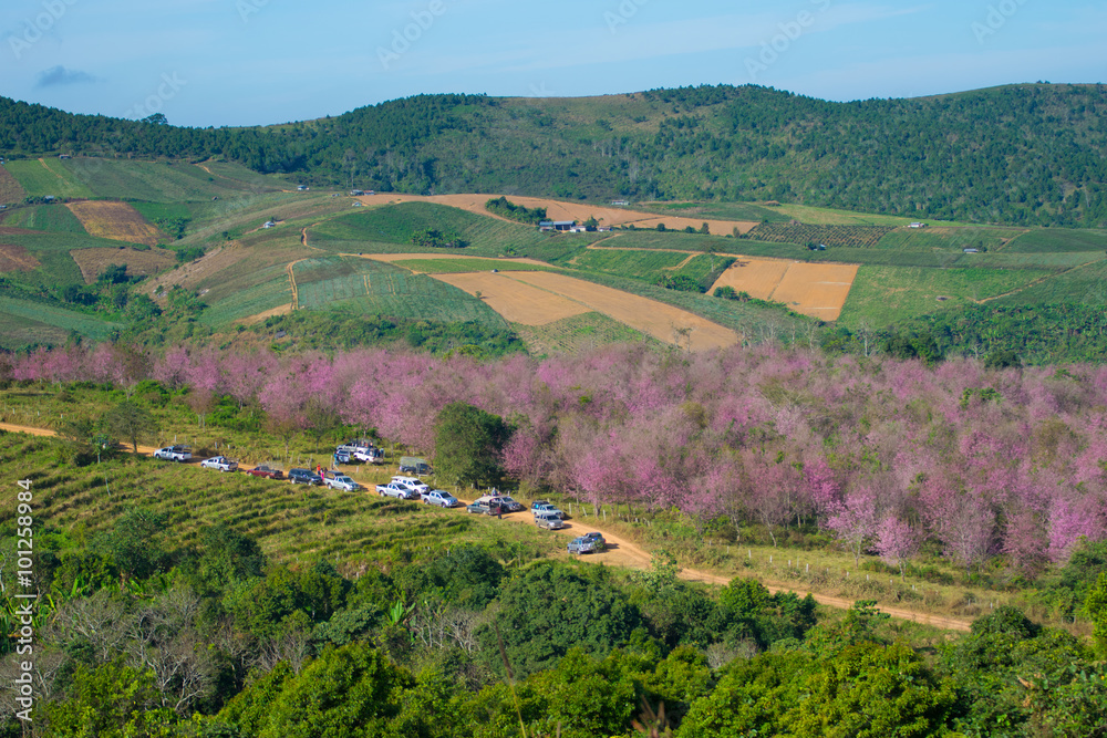 Obraz premium Cheery blossom at phu lom Lo in Thailand