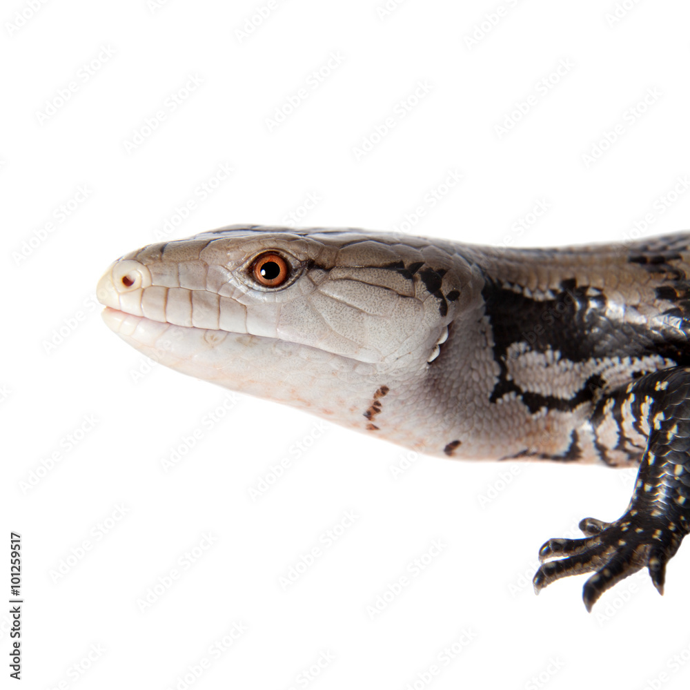 Fototapeta premium Indonesian Blue-tongued Skink on white