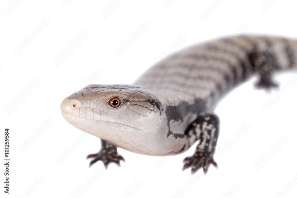 Obraz premium Indonesian Blue-tongued Skink on white