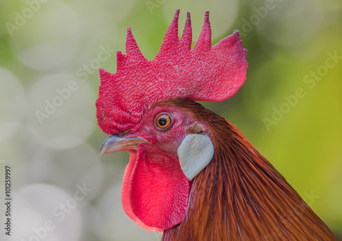 Close up Rooster