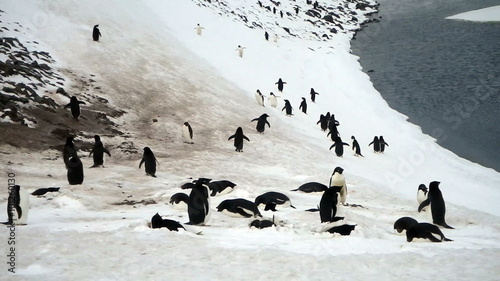 Adelie penguins on rocks at rookery on Paulet Island, Antarctica.
 photo