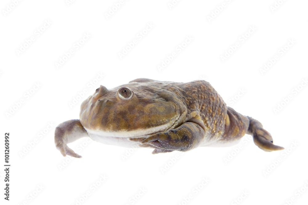 Fototapeta premium The Budgett's or hippo frog, Lepidobatrachus laevis, on white