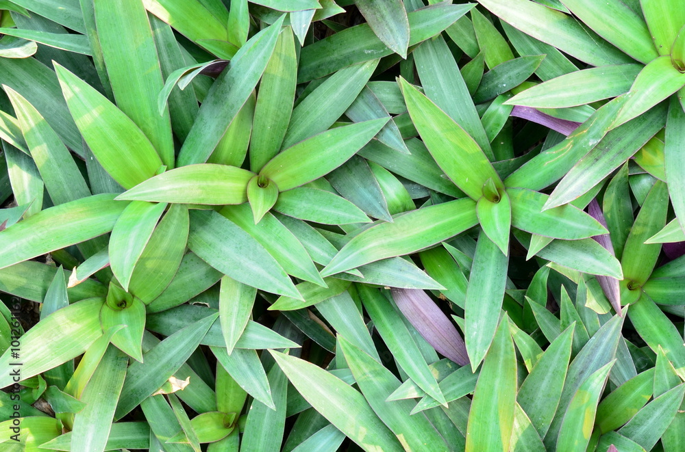 Close-up of natural green leaves in the morning for background Close-up of natural green leaves in the morning for background