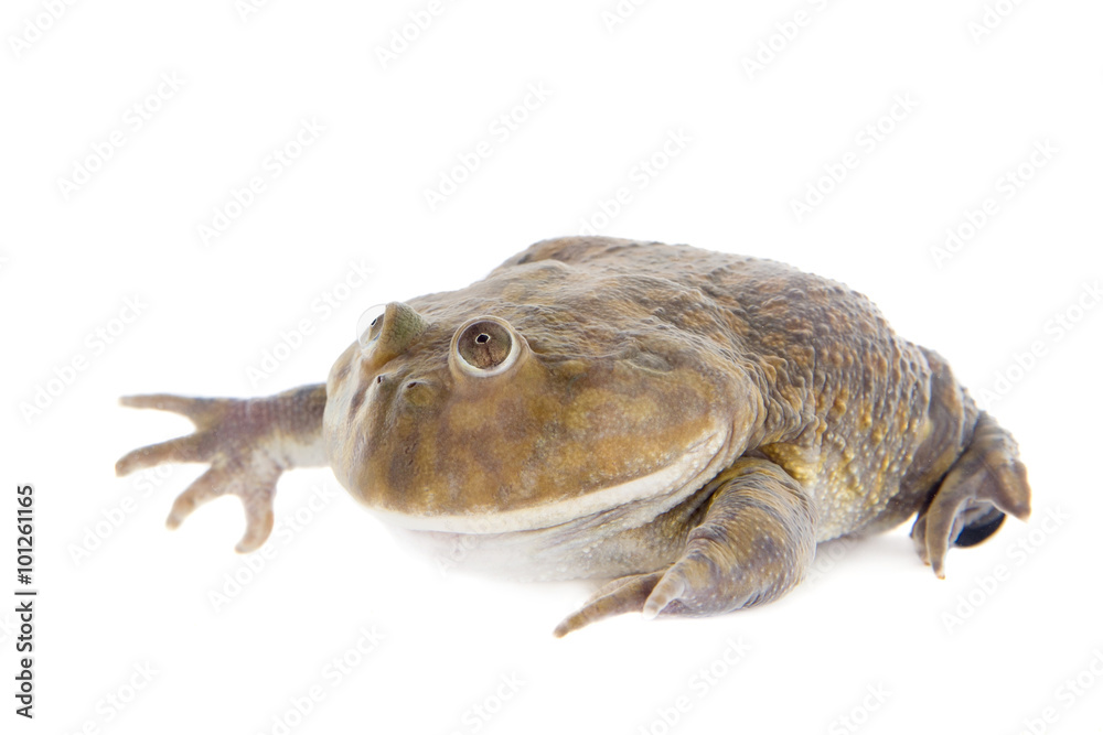 Fototapeta premium The Budgett's or hippo frog, Lepidobatrachus laevis, on white
