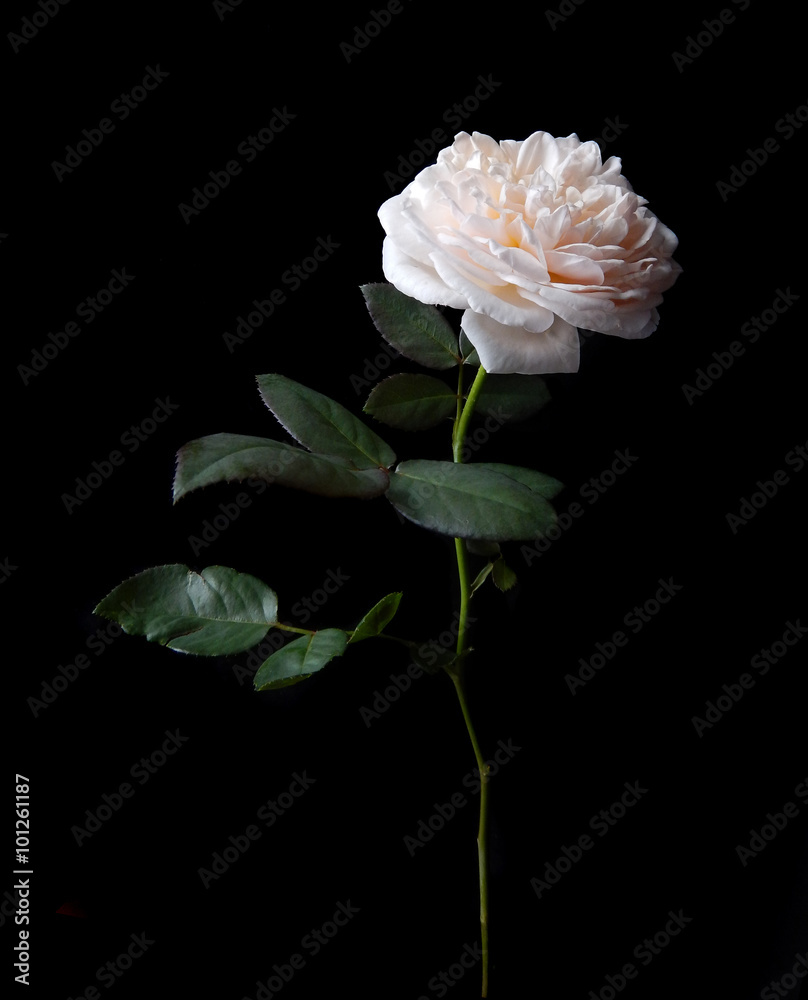 Naklejka premium Beautiful English roses on black background