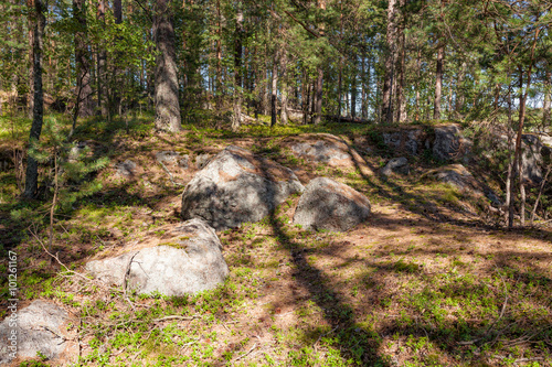 Forest in Filand at sunny day