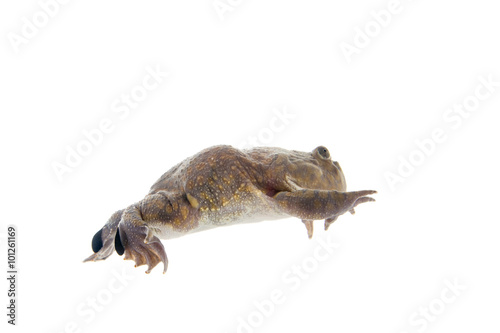The Budgett s or hippo frog  Lepidobatrachus laevis  on white