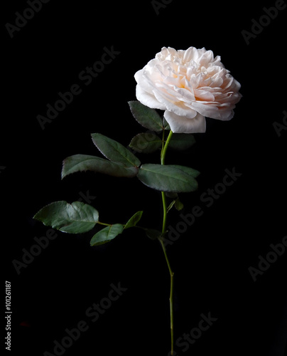 Beautiful English roses on black background