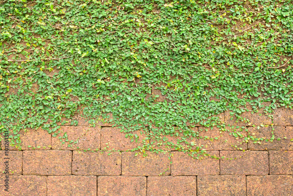Background and texture of vintage style decorative brown brick wall with Lantana camara.