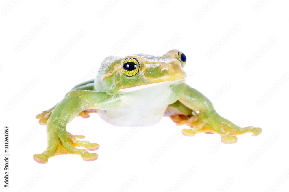 Obraz premium Giant Feae flying tree frog isolated on white