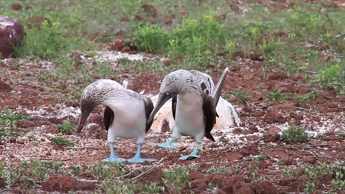 Blue-footed Boobies mating (Sula nebouxii) on North Seymour Island, Galapagos National Park, Ecuador
