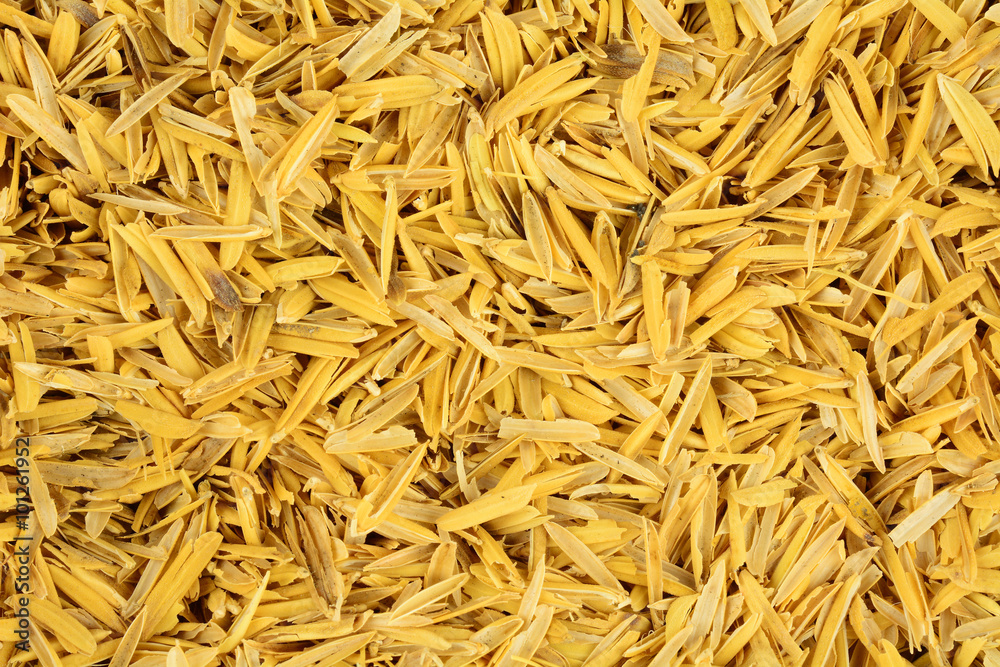 Yellow paddy jasmine rice
