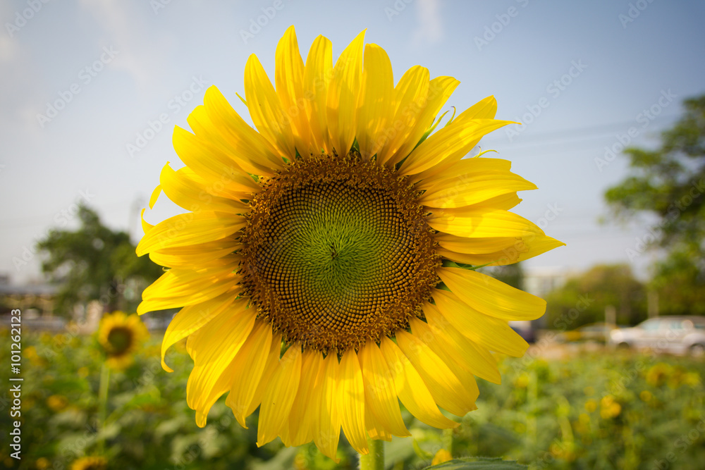 Fototapeta premium sunflower