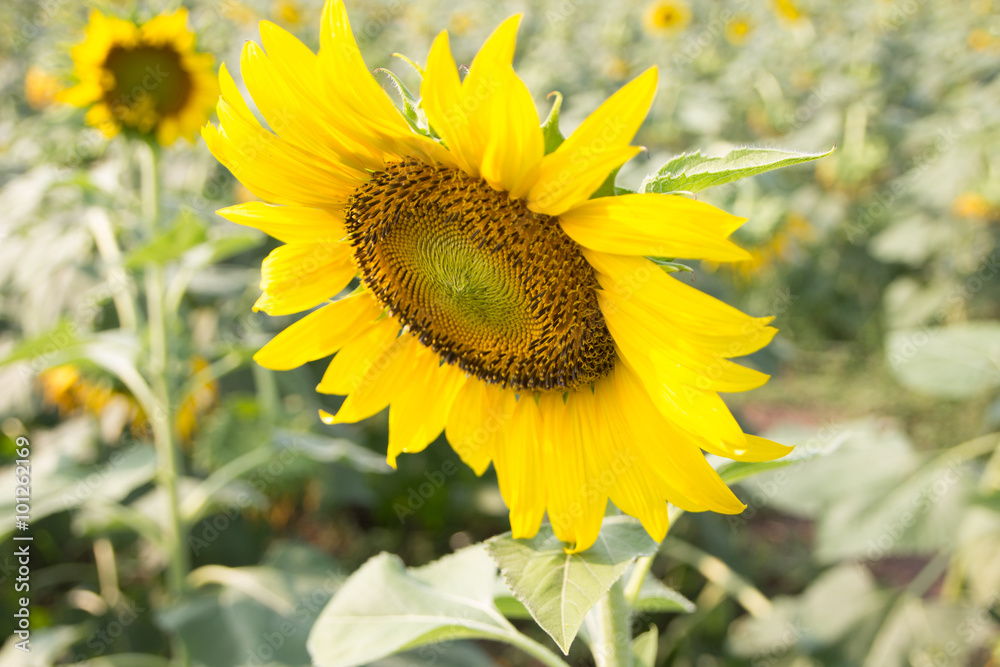 sunflower sunflower