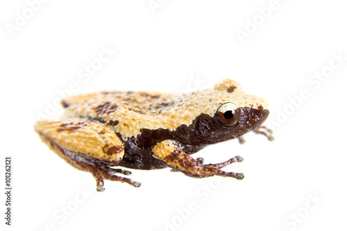 Theloderma chyangsinense, rare spieces of mossy frog on white