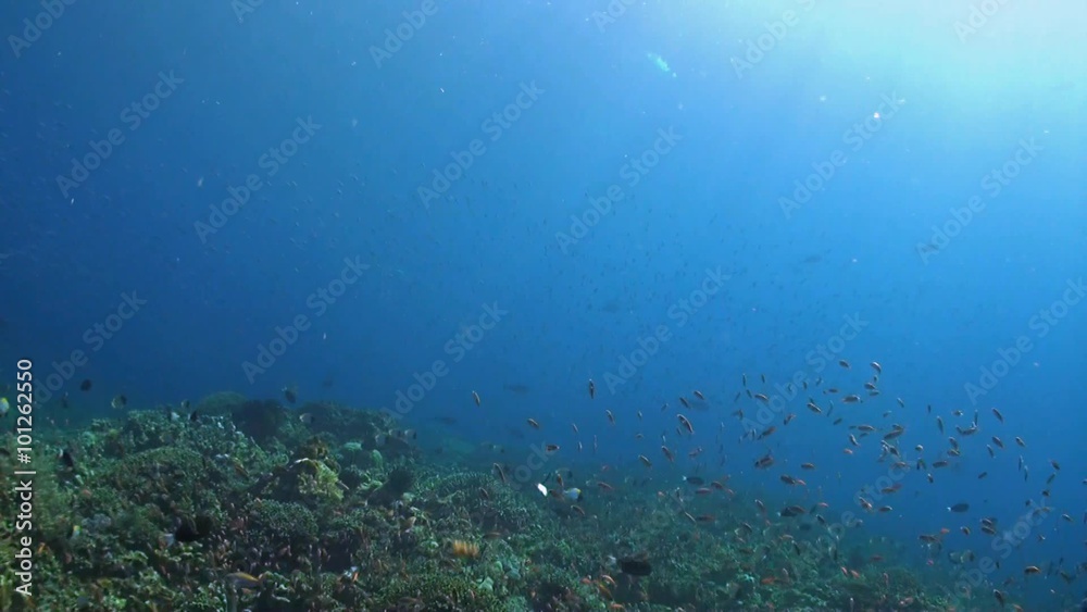 School of bluestreak fusilier on a coral reef. Also many Anthias, Whitetail surgeonfish and Butterflyfish. School of bluestreak fusilier on a coral reef. Also many Anthias, Whitetail surgeonfish and Butterflyfish.