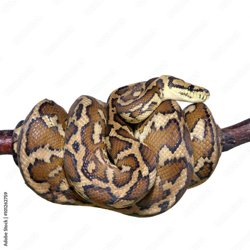 Jungle carpet python, Morelia spilota variegata on white Jungle carpet python, Morelia spilota variegata on white