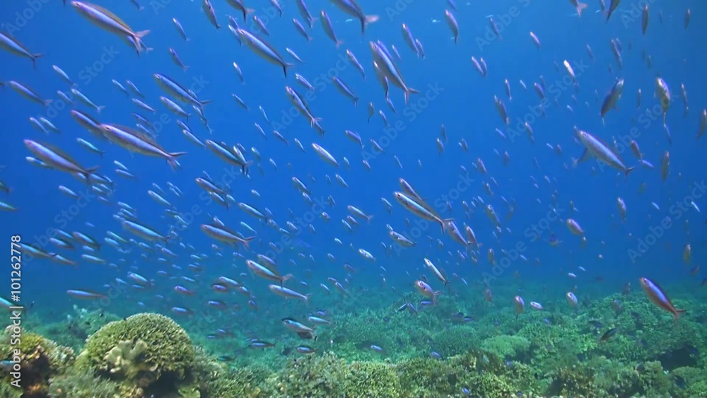 School of bluestreak fusilier on a coral reef School of bluestreak fusilier on a coral reef
