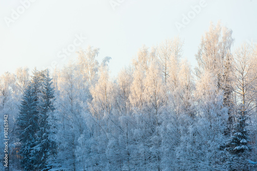 Forest trees covered in snow