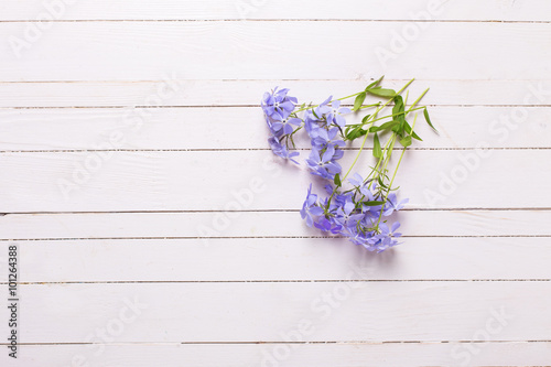 Background with tender blue flowers on white painted wooden plan