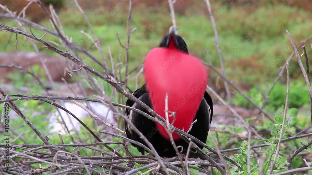 Male Magnificent Frigatebird (Fregata magnificens) with inflated gular sac on North Seymour Island, Galapagos National Park, Ecuador