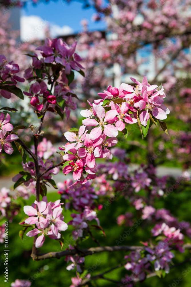Beautiful apple tree flowers Beautiful apple tree flowers