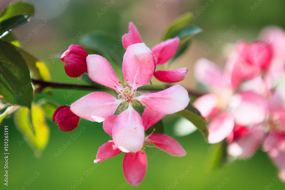 Beautiful apple tree flowers Beautiful apple tree flowers