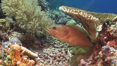 Slender Grouper on a coral reef photo