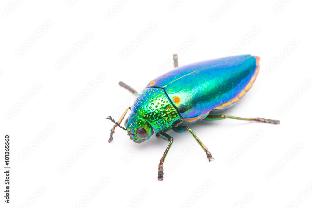 Beautiful Jewel Beetle or Metallic Wood-boring (Buprestid) top view isolated on white background. Beautiful Jewel Beetle or Metallic Wood-boring (Buprestid) top view isolated on white background.
