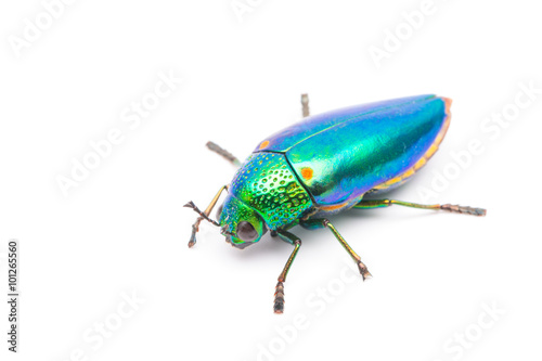 Beautiful Jewel Beetle or Metallic Wood-boring (Buprestid) top view isolated on white background. 