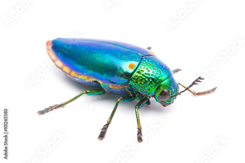 Beautiful Jewel Beetle or Metallic Wood-boring (Buprestid) top view isolated on white background. 