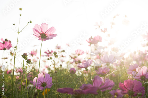 Cosmos flowers blooming in the garden © shersor
