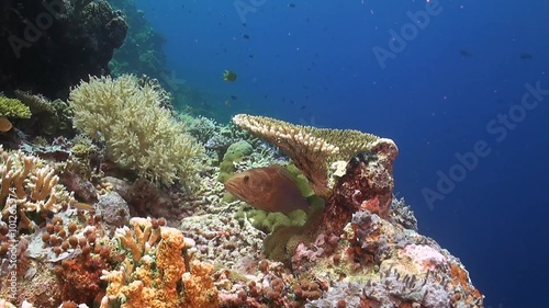 Slender Grouper on a coral reef photo