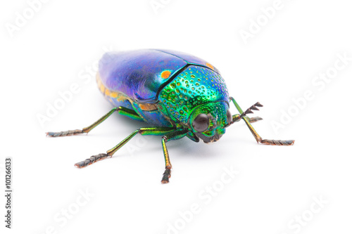 Beautiful Jewel Beetle or Metallic Wood-boring (Buprestid) on isolated on white background. 