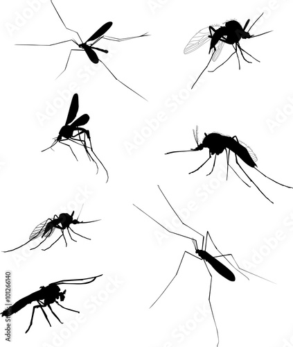 even mosquito silhouettes isolated on white © Alexander Potapov