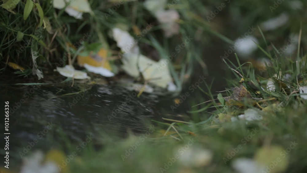 Quick creek flowing through the grass and yellow leaves Quick creek flowing through the grass and yellow leaves