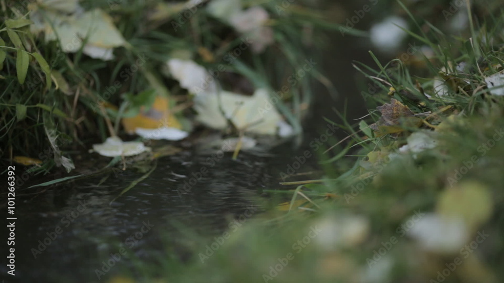 Quick creek flowing through the grass and yellow leaves Quick creek flowing through the grass and yellow leaves
