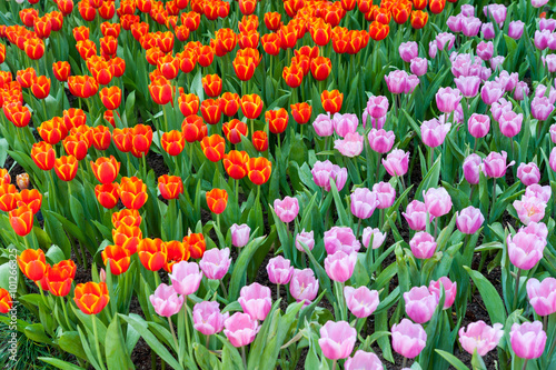 Red and pink tulip garden © stnazkul