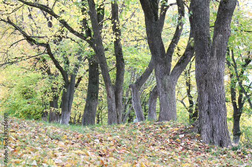 Park walkway