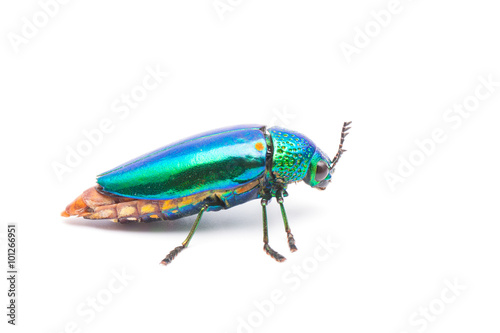 Beautiful Jewel Beetle or Metallic Wood-boring (Buprestid) top view on white background.  © japhoto